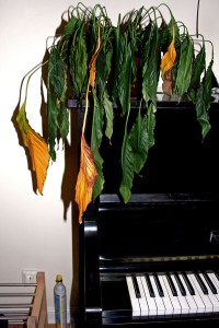 Sjuk blomma i Moonsplash studio